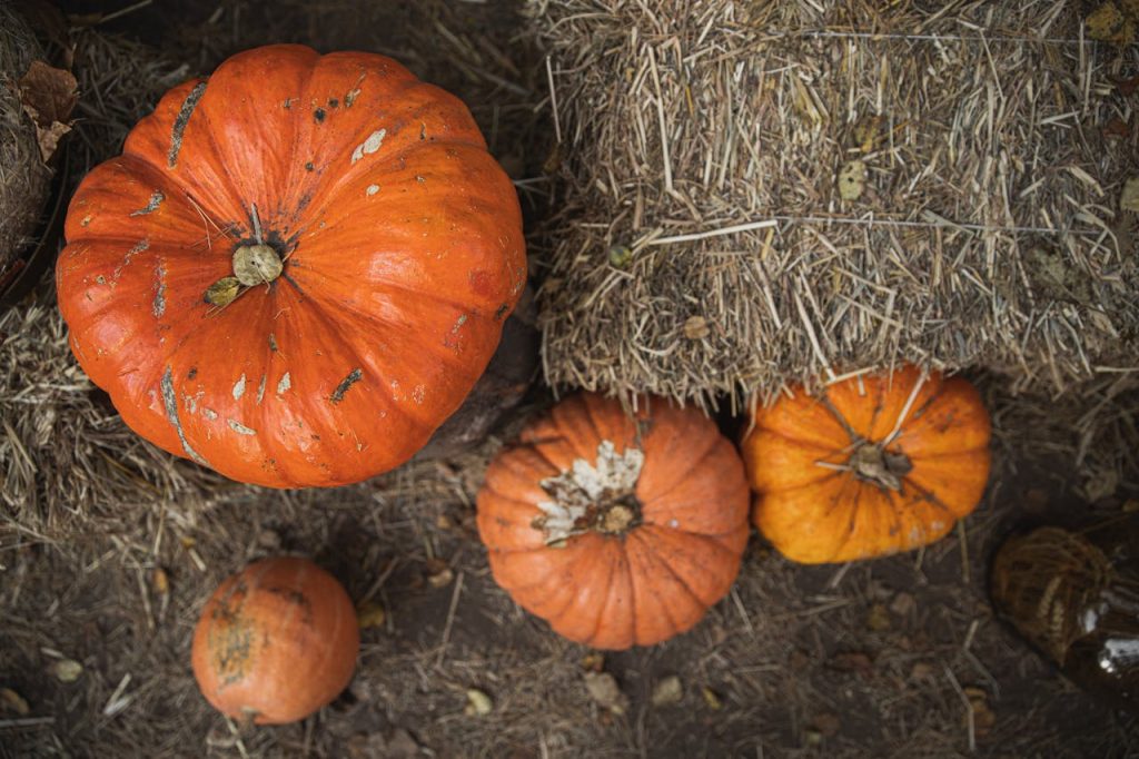 Orange Pumpkins Beside Brown Hay